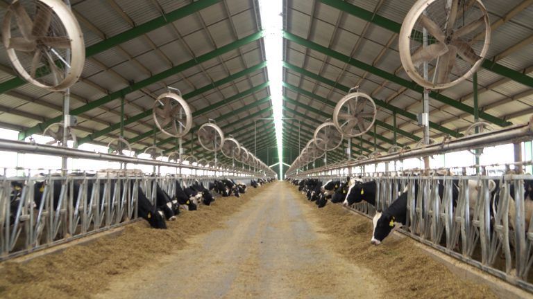 Experiencias forrajeras que aportan eficiencia a la producción tambera