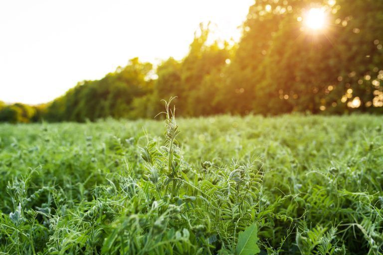 El ambicioso Proyecto de Aapresid para la captura de carbono