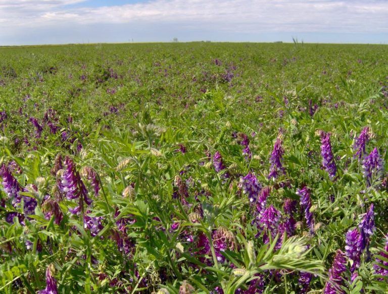 La neutralidad de carbono en el agro está cada vez más firme