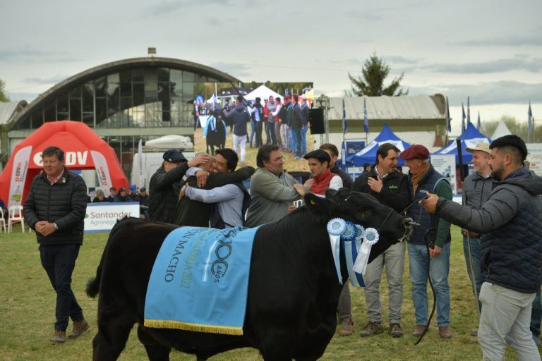 Expo Angus de Primavera: los terneros se destacaron en Olavarría