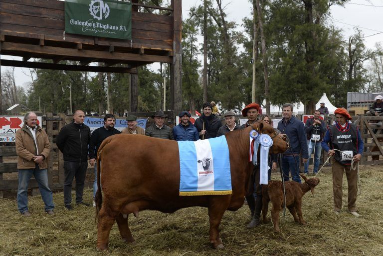 ExpoBRA: eligieron las mejores hembras de las razas Brangus, Braford y Brahman