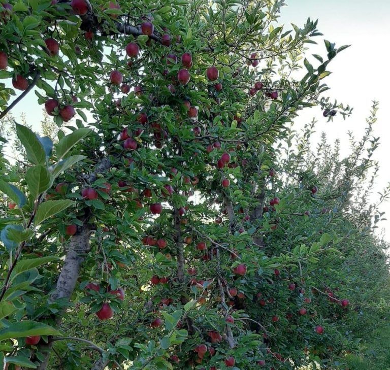 Stoller realizó una gira técnica en el Valle de Río Negro con la mira puesta en peras y manzanas