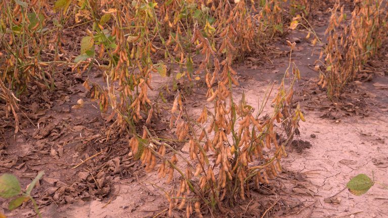 Cuando hacer agricultura en lotes salinos se convierte en un desafío