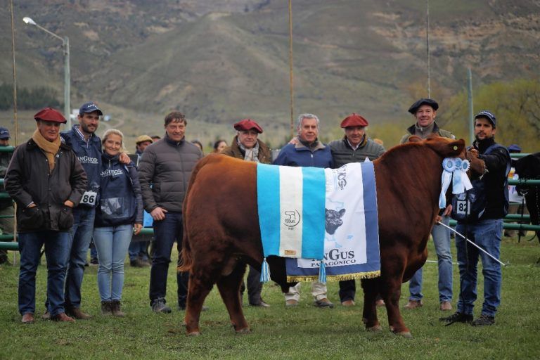 Cabaña Don Fioto pisó fuerte con sus Angus en la Patagonia