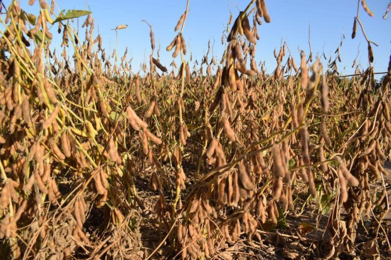Informe del USDA impulsa subas en el Mercado de Chicago