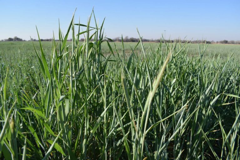 La falta de agua deja 150.000 hectáreas regulares de trigo
