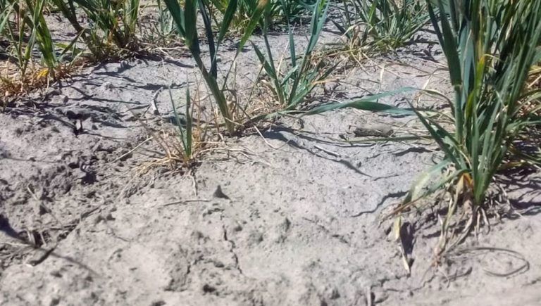 GEA: Recorte de 1,5 millones de toneladas al Trigo por heladas y sequía