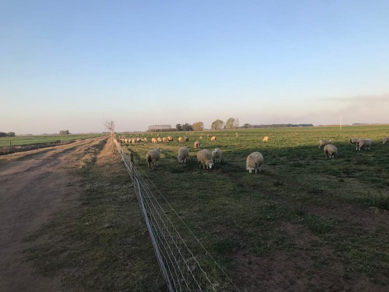 En pleno Mundial, llega una promoción imperdible de Agroweek