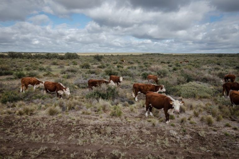 INTA participará de Argencarne Patagonia con la mira en la eficiencia ganadera