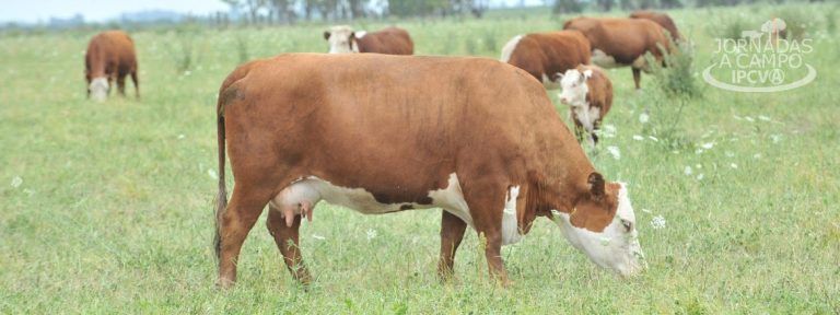 Jornada a campo del IPCVA en Entre Ríos: “Es mejor negocio producir más carne”