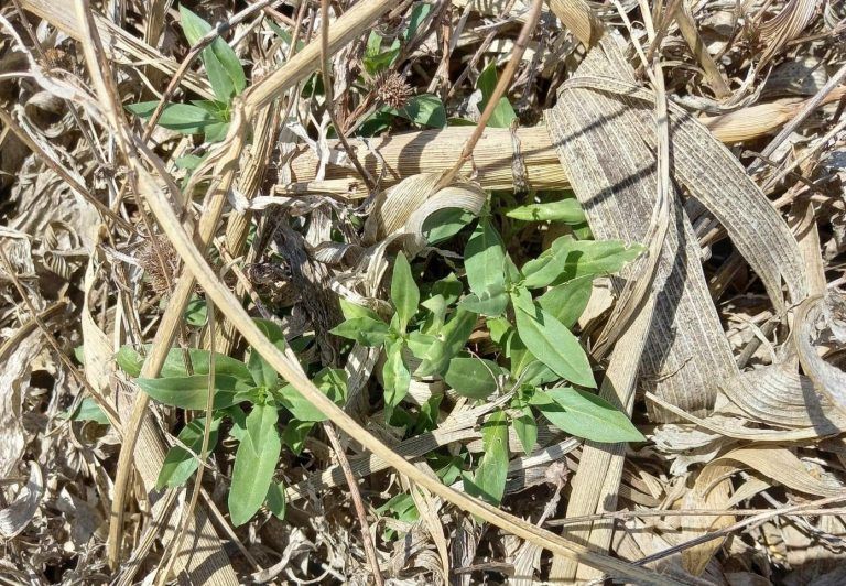 Sabiduría y conocimiento, elementos primordiales para el combate de malezas