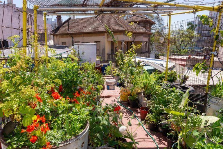 Huerta urbana: ocho claves para producir alimentos todo el año