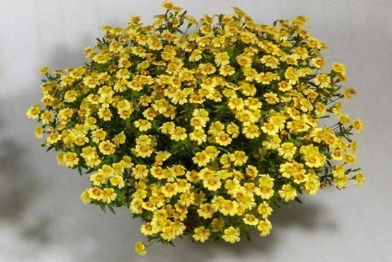 Presentan una nueva planta ideal para el jardín