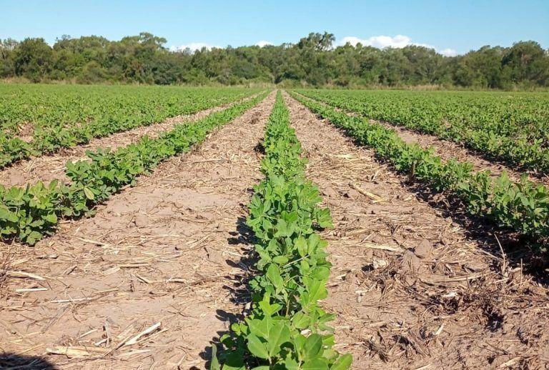 Beneficios y ventajas en la producción  de Maní de la mano de Prodeman