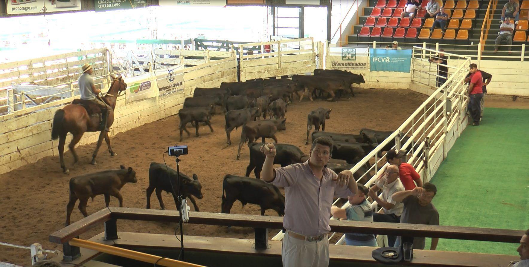La invernada sufrió un importante incremento en el remate de Jesús María