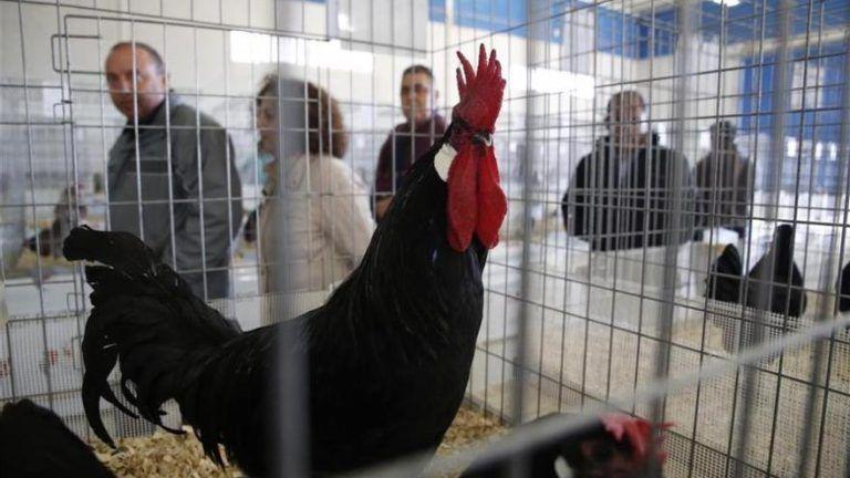 Gripe aviar: detectan más casos en Córdoba, Salta y Santa Fe y crece la preocupación en el sector avícola