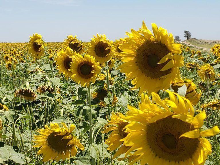 Precampaña de Girasol: la Bolsa de Cereales proyecta una superficie de 1,85 millones de hectáreas