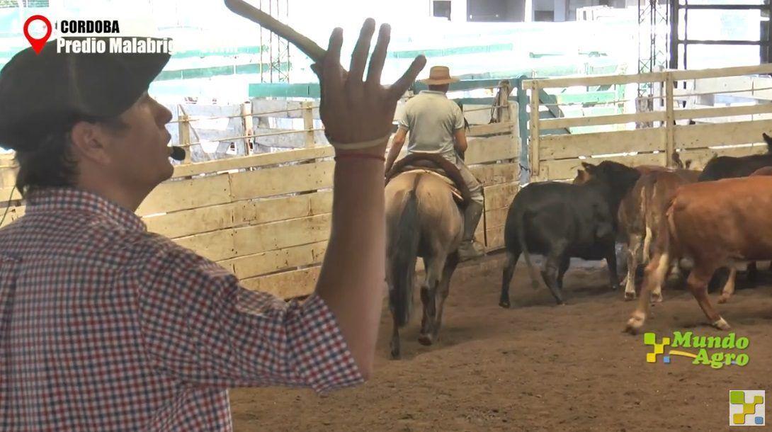 Fuerte suba en la hacienda en el tradicional remate de Consignaciones