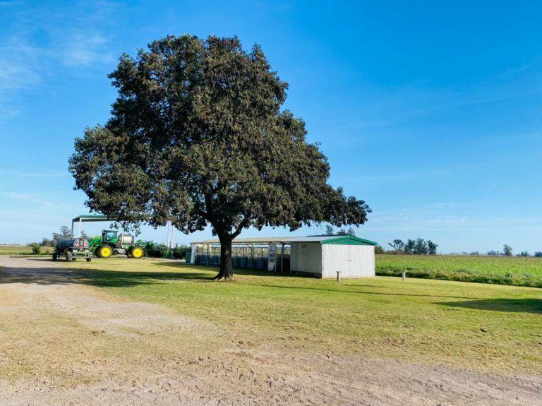 Más de 80 productores de 20 países visitaron el Bayer FowardFarming en la localidad de Pergamino