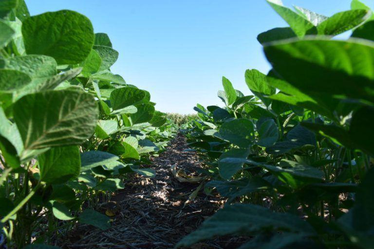BASF avanza en soluciones integradas para acelerar la transformación de la agricultura