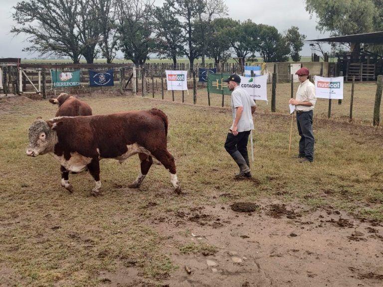 Prueba a Campo Hereford: Comenzó con todo la Sexta Prueba de la Región Centro Oeste