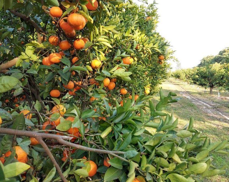 La horticultura también demanda más y mejores nutrientes, para ganar en eficiencia y calidad