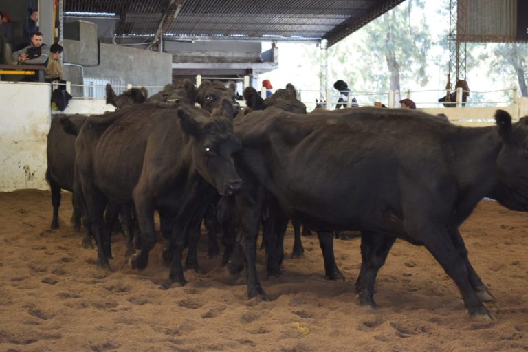 Consignaciones Córdoba subastará este miércoles 1.600 cabezas en Jesús María