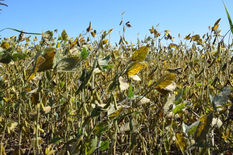 Seguimiento de Cultivos: Informe del USDA plantea mejora en la condición de la Soja