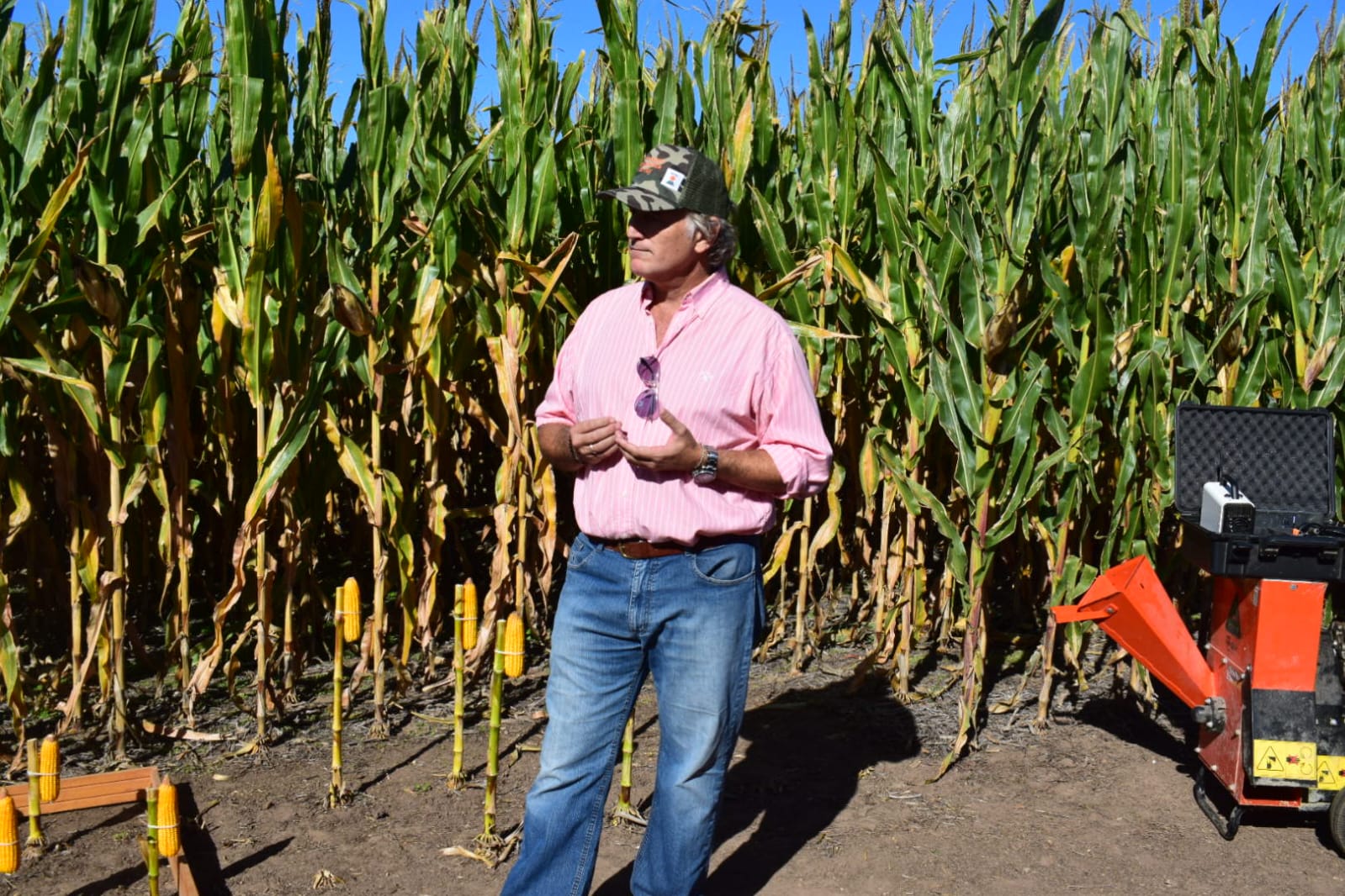 KWS y sus híbridos para Silaje: ensayos presentados en el DAR de Jesús María