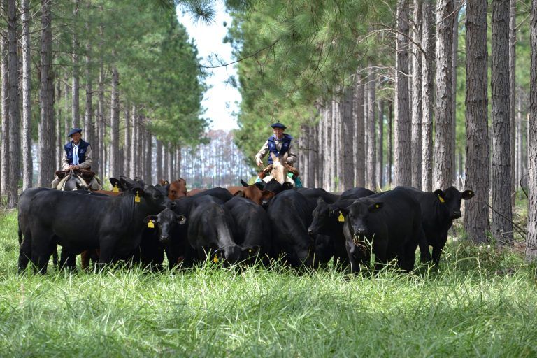 Sigue la gira Brangus, que llega a Corrientes con la más fuerte del Mundial