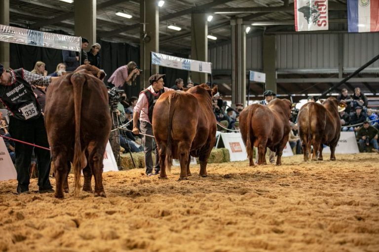 Cuenta Regresiva para el Mundial Brangus: llega la mejor genética con el sello de Expoagro