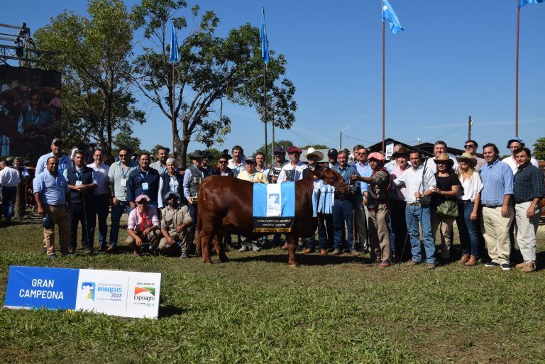 El Congreso Mundial Brangus consagró a sus Grandes Campeones