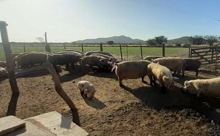 Plan de contingencia para peste porcina africana ante una eventual emergencia