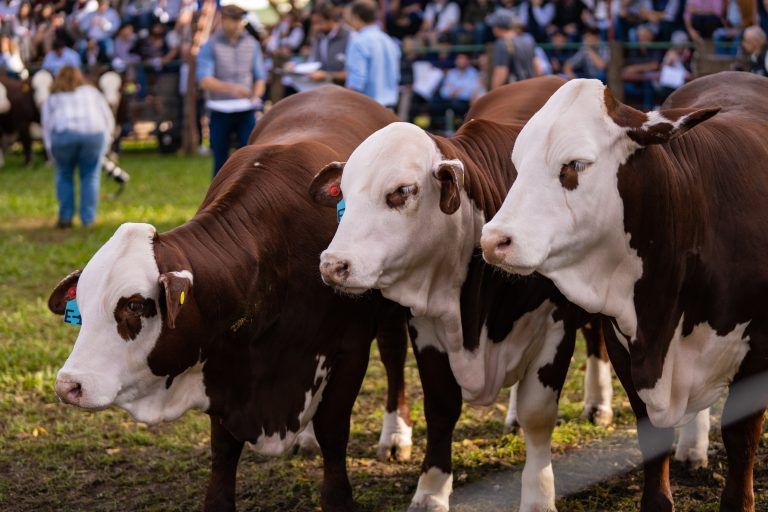 Análisis Rosgan: un elevado índice de faena y alta proporción de vientres, pone en espera el crecimiento