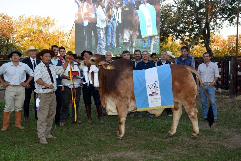 Excelente calidad en los Campeones Brahman consagrados en la Nacional de Corrientes