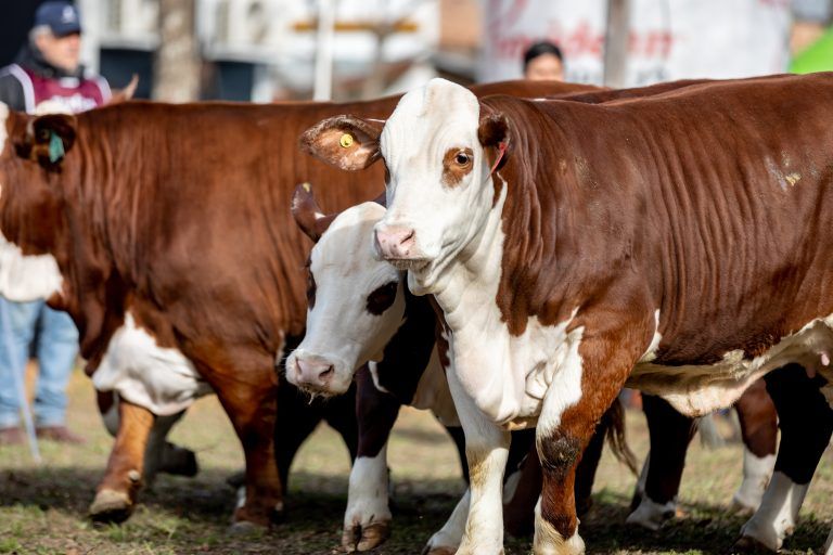 Las Nacionales de Braford, Brahman y Dorper conquistan Corrientes