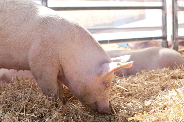 Pautas para prevenir la triquinosis en el consumo de alimentos de origen porcino