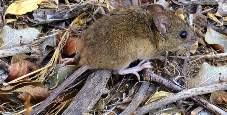 Nuevos casos de Hantavirus: recomendaciones para prevenir enfermedades con roedores rurales