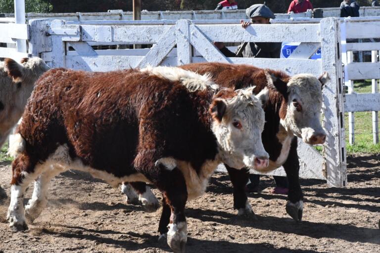Los terneros y terneras coparon la Expo de Otoño de la  Rural de Río Cuarto