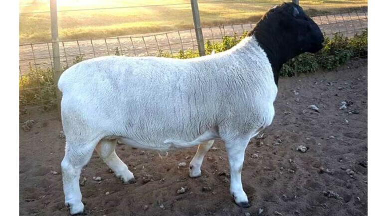 AgroActiva tendrá la Segunda Nacional Dorper y White Dorper en pista