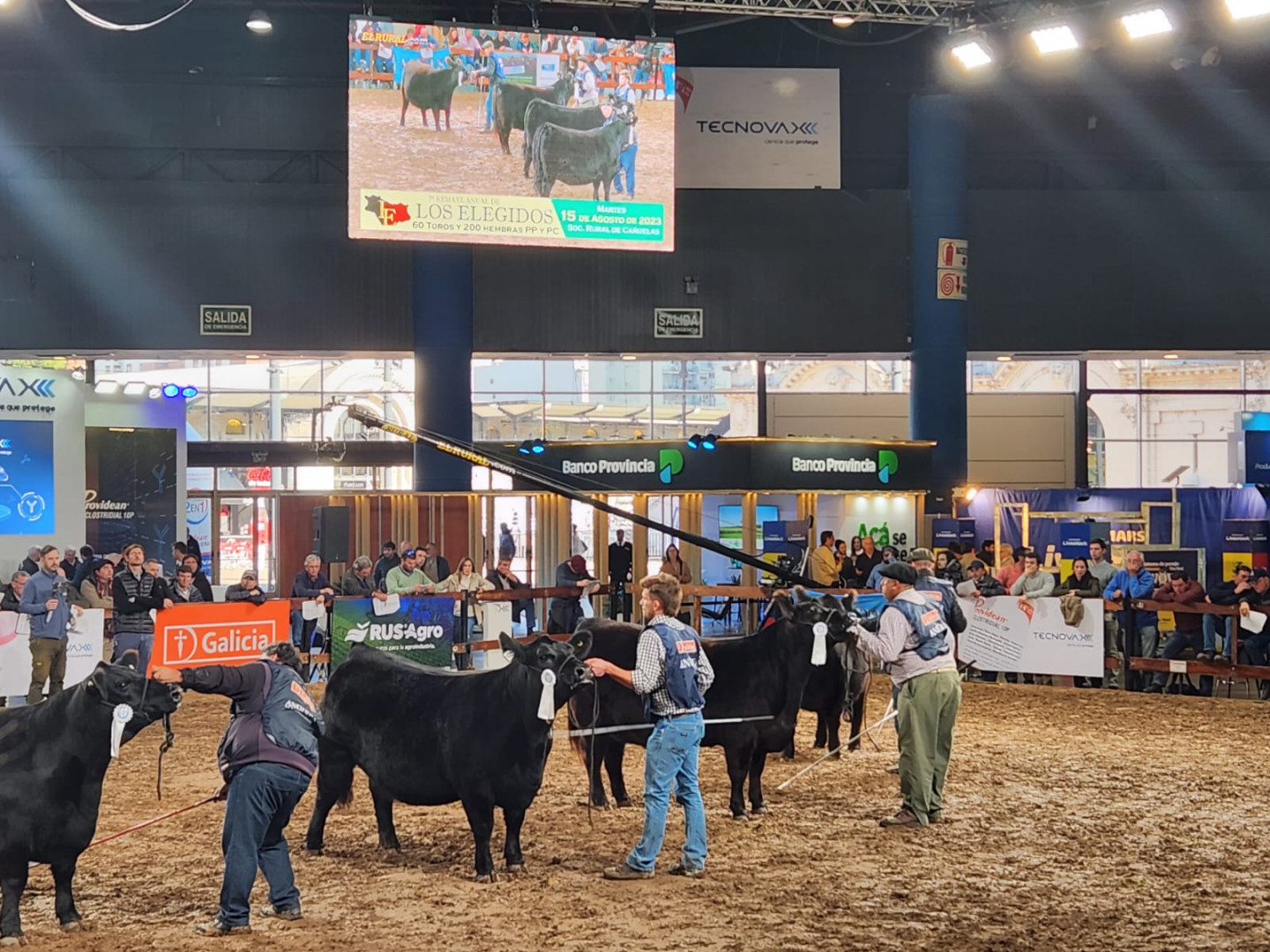 Rodolfo Acerbi: “Queremos contribuir a que la genética Angus se potencie y se exporte”