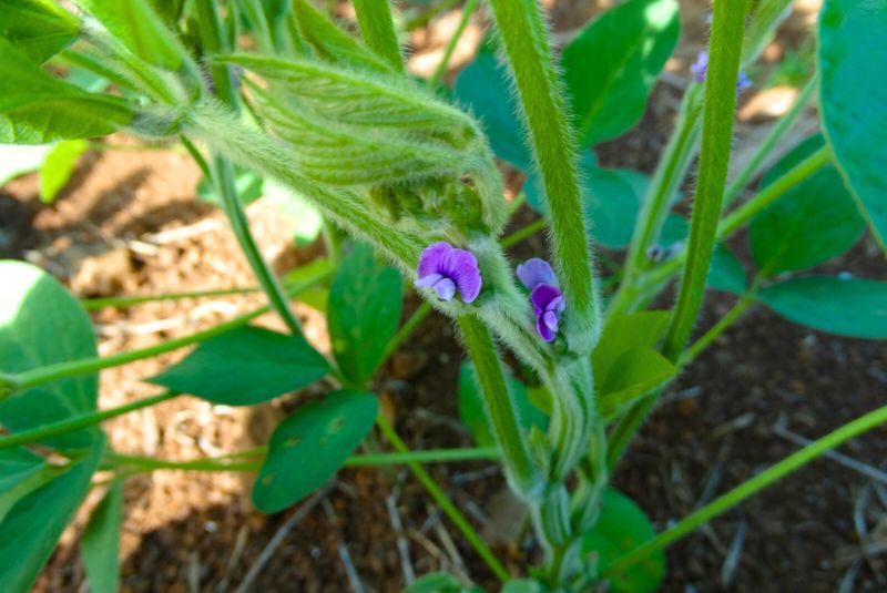 Presentan una variedad inédita de soja que resiste a la roya asiática
