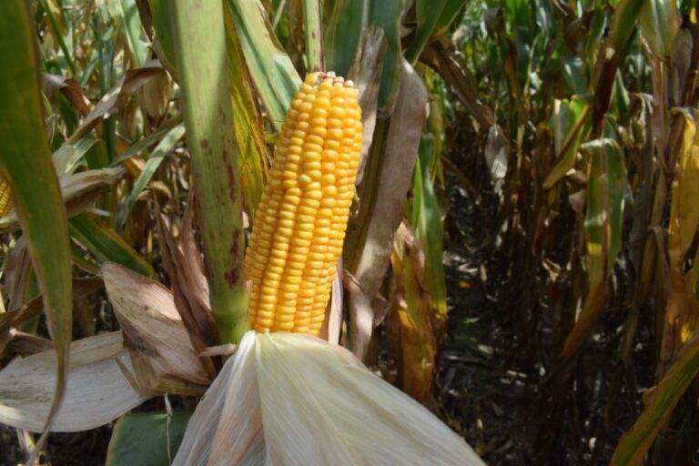 Con el nuevo dólar agro se reactivo el Mercado del maíz