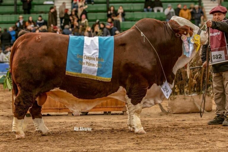 Cabaña La Dominga volvió a festejar con un Toro Gran Campeón Braford en la Expo Rural de Palermo