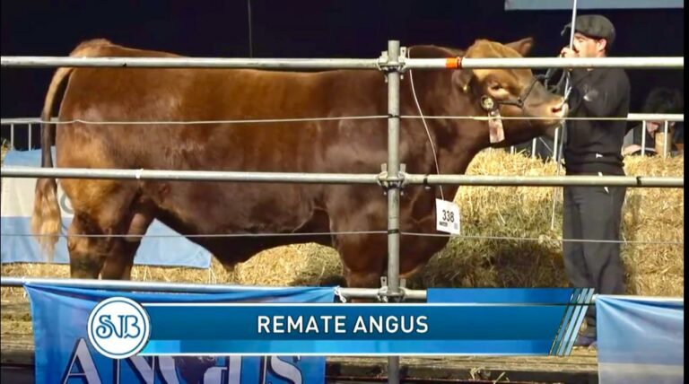 En la Expo de Palermo pagaron 10,5 millones de pesos por la mitad de una vaquillona Angus