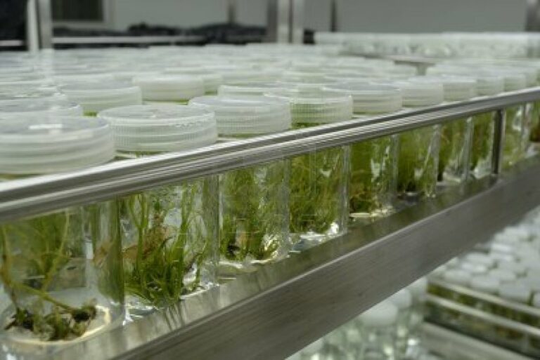 Incorporan nuevas normativas para el registro de bioinsumos y la inscripción de biopreparados