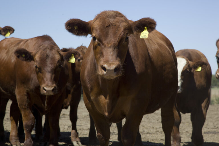 Anuncian la apertura de dos nuevos mercados para exportación de carne y genética bovina