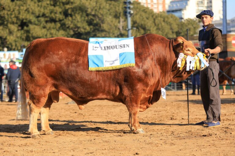 Las Martas y La Cotidiana, cabañas ganadoras de los mayores premios de  Limousin en la Expo Rural 2023