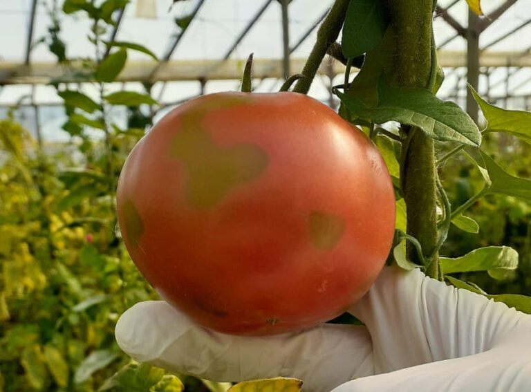Detectan virus rugoso del tomate en las provincias de Buenos Aires y Corrientes
