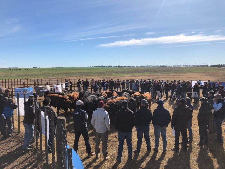 Anuncian fecha para la 3a Jura Fenotípica Angus de la Prueba Pastoril del Rio Quinto